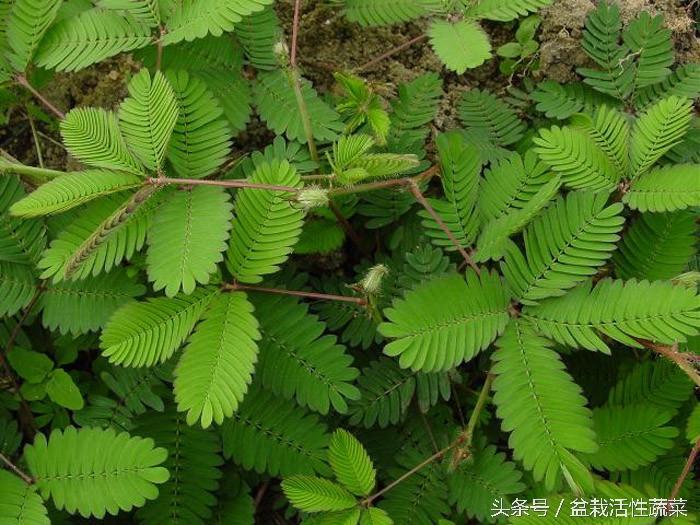 月花村天气预报更新通知