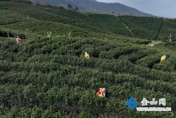 句容市九华茶场最新招聘启事概览