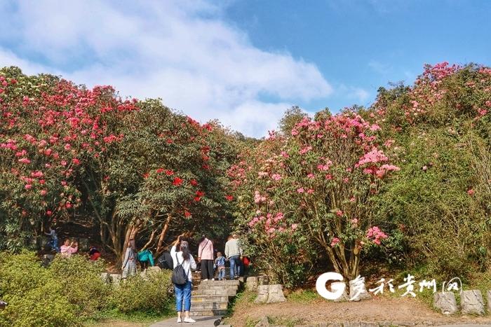 毕节市百里杜鹃景区游玩攻略大全