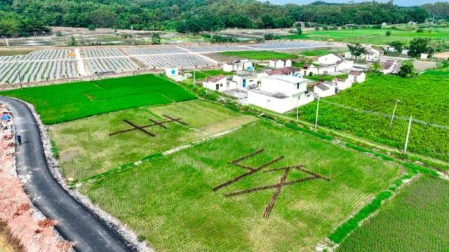 秋洛村最新项目，乡村振兴的新引擎