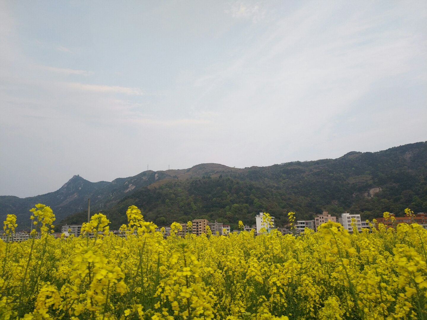 大门镇天气预报及气象深度分析